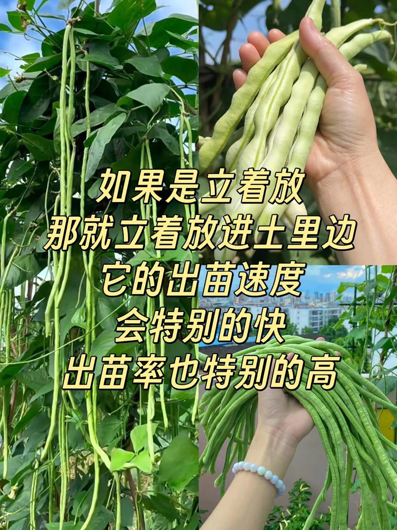 长豆角怎么种才能高产？-图1