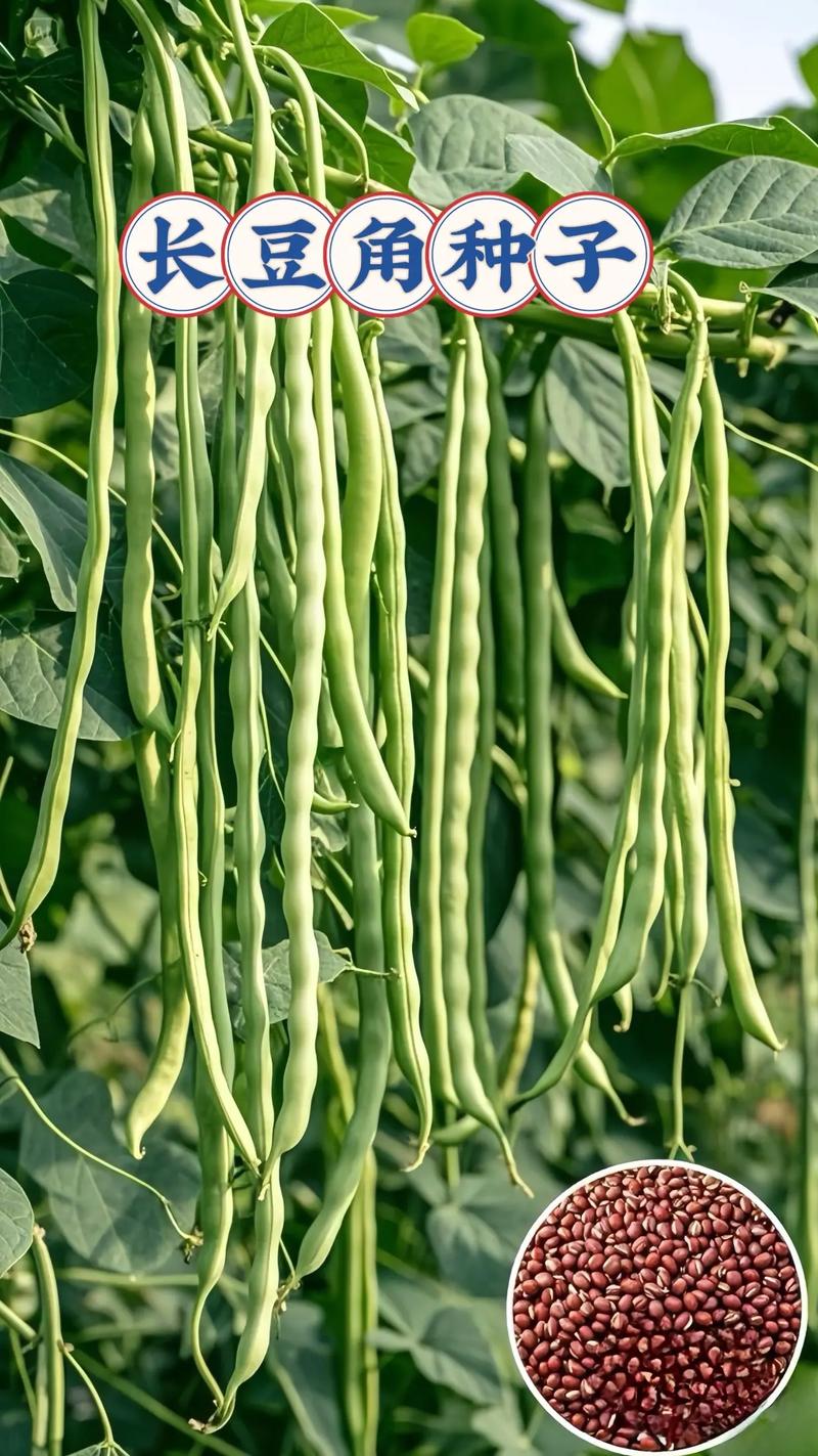 长豆角怎么种才能高产？-图2