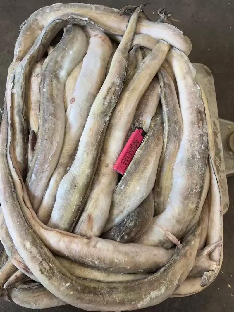 2025鳗鱼批发价会涨还是跌？-图1