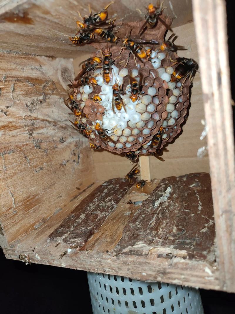 广东胡蜂有哪些常见品种？-图2