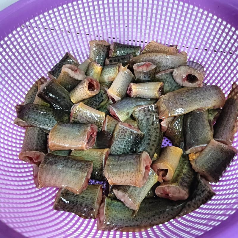 泥鳅品种哪里买？-图1