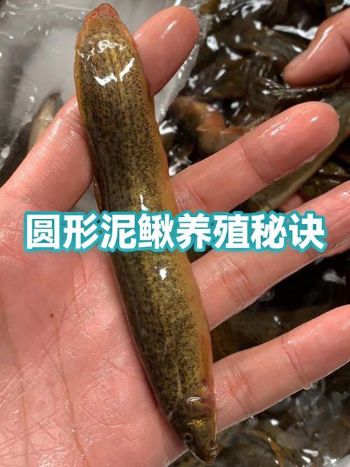 泥鳅品种哪里买？-图2