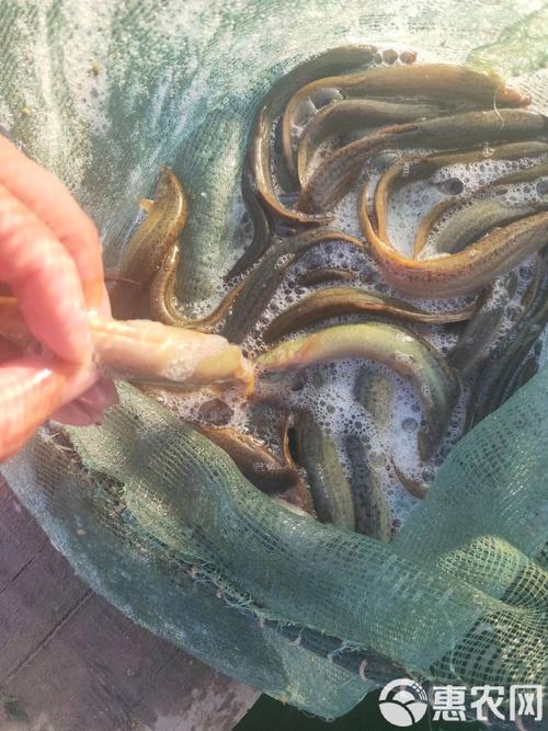 台湾泥鳅养殖技术视频，新手能学会吗？-图1