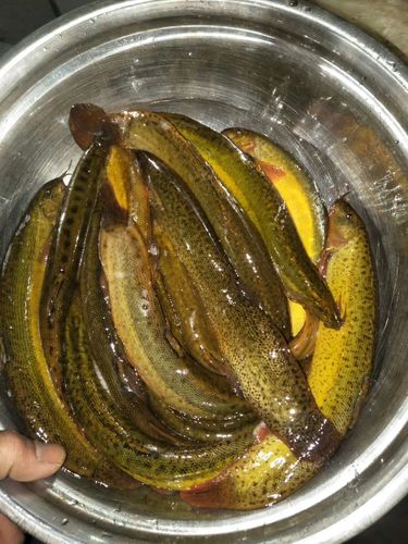 台湾泥鳅养殖技术视频，新手能学会吗？-图2