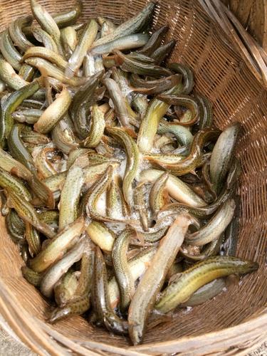 台湾泥鳅养殖技术视频，新手能学会吗？-图3