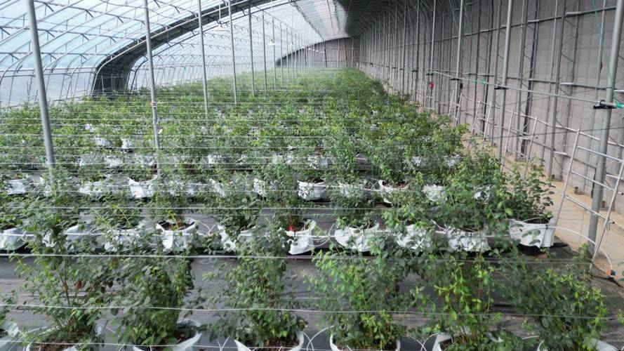 蓝莓种植管理技术视频-图2