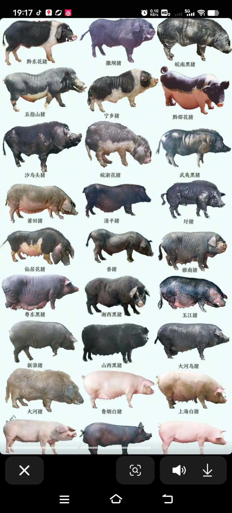 生态猪具体指哪些品种？-图1