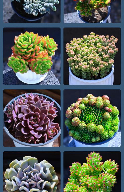 多肉植物花品种有哪些？-图3