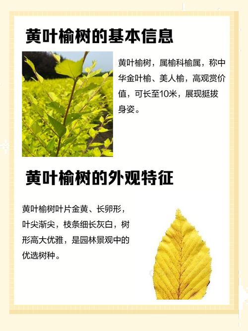 榆树什么季节品种好？-图1