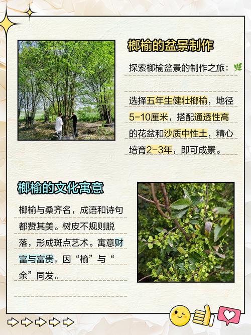 榆树什么季节品种好？-图2