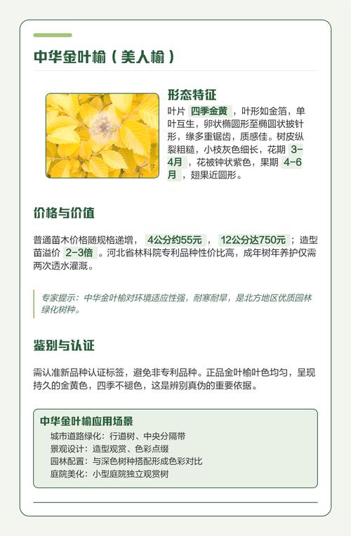 榆树什么季节品种好？-图3