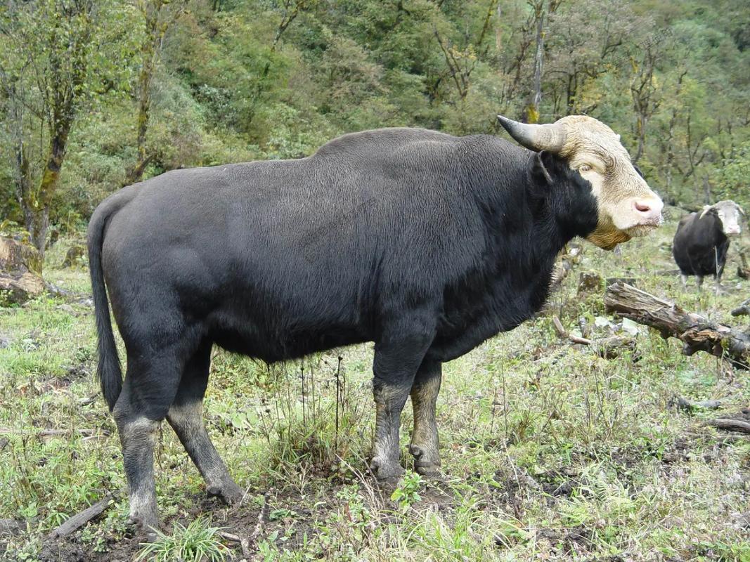 常见牛品种有哪些？-图1