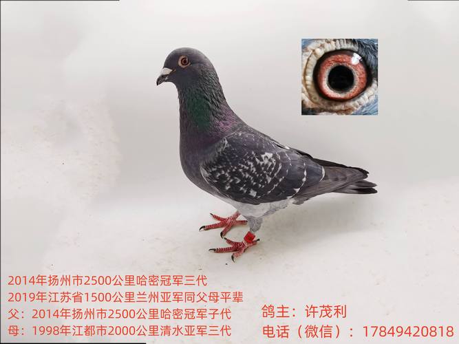 常见长距离鸽品种有哪些？-图2