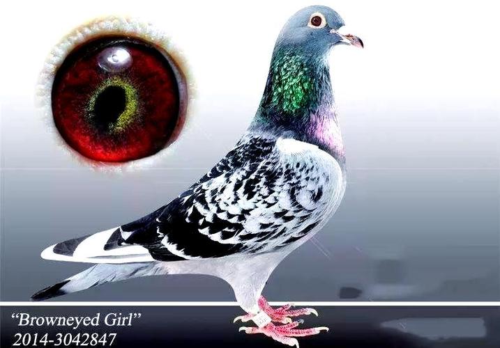 常见长距离鸽品种有哪些？-图1