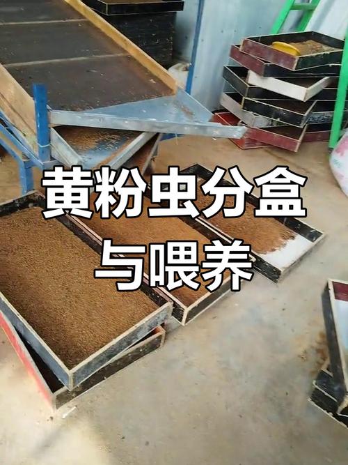 黄粉虫养殖技术视频，新手能学会吗？-图2