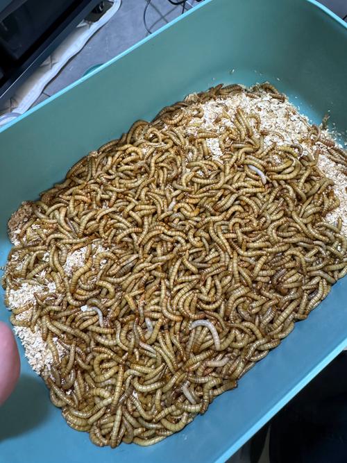 黄粉虫养殖技术视频，新手能学会吗？-图3