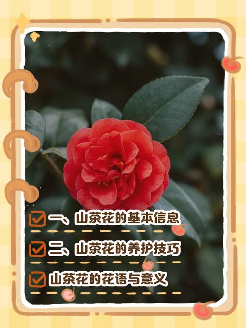 茶花品种有哪些？-图1