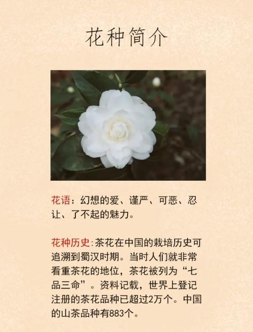 茶花品种有哪些？-图2