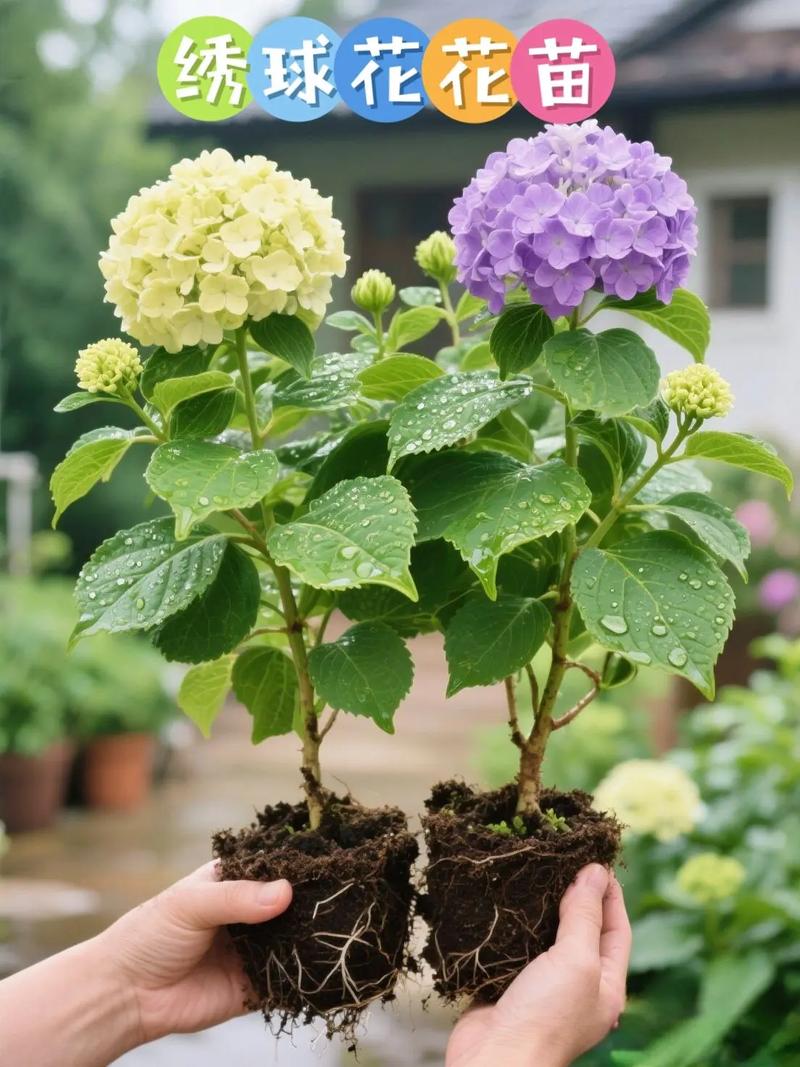 耐阴绣球品种有哪些？-图1