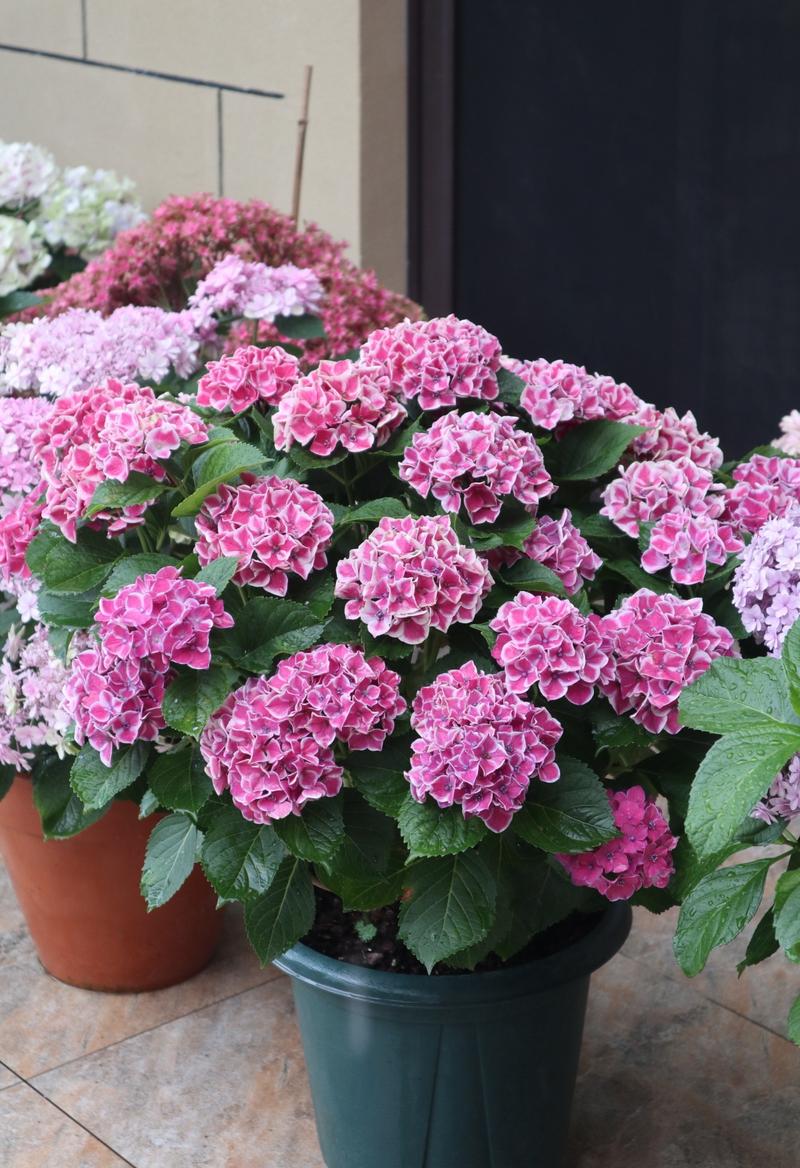 耐阴绣球品种有哪些？-图3