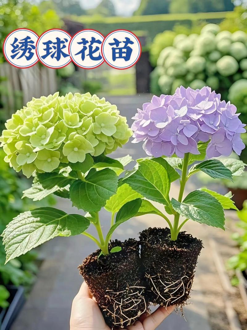 耐阴绣球品种有哪些？-图2