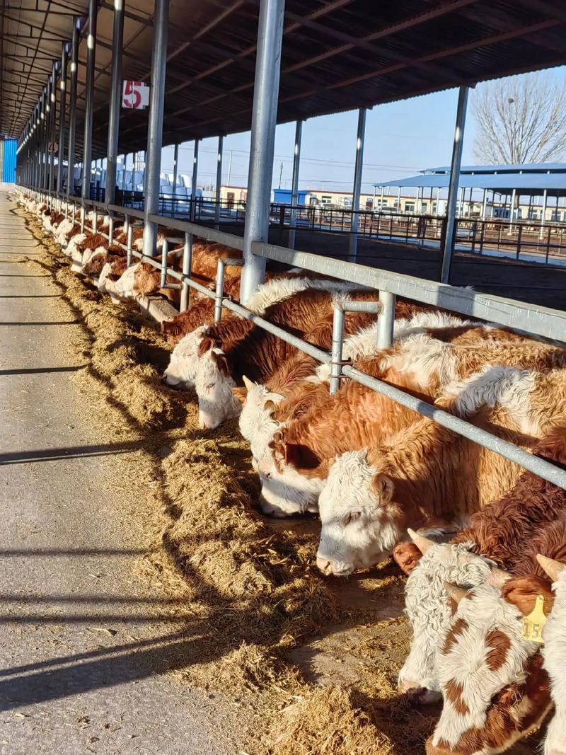 种草养牛技术如何高效应用？-图1