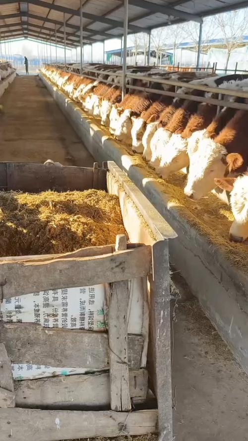 种草养牛技术如何高效应用？-图2