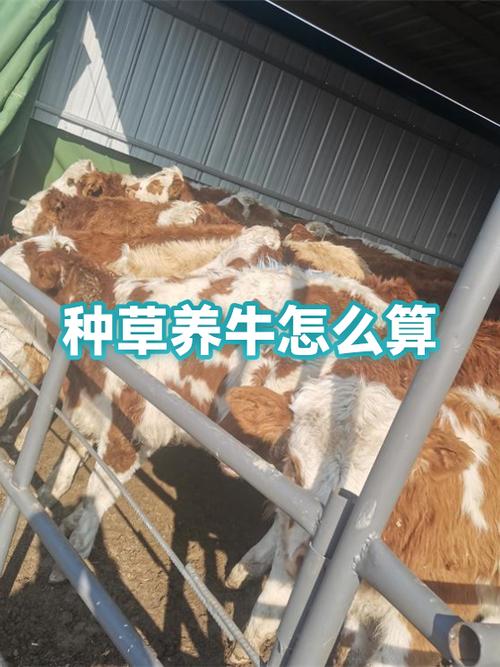 种草养牛技术如何高效应用？-图3