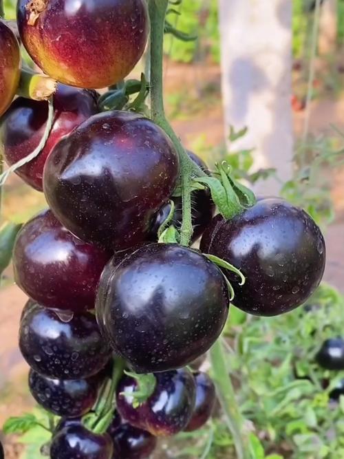 如何高效培育抗病种植品种？-图1