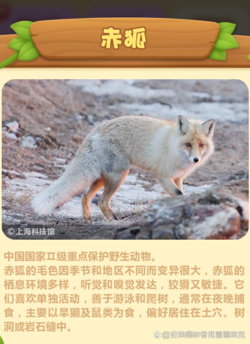 狐狸到底有多少品种？-图2