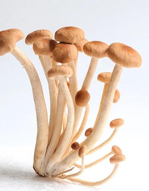 茶树菇如何实现高产栽培？-图2