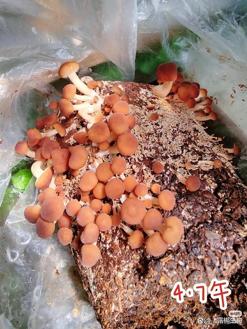 茶树菇如何实现高产栽培？-图3