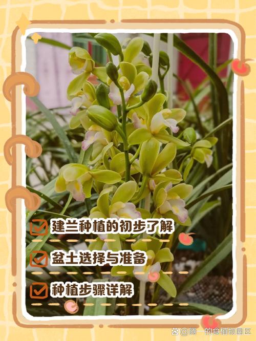 兰花培育新品种有哪些关键步骤？-图1