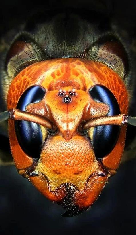 云南金环虎头蜂是独特蜂种吗？-图1