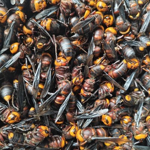 云南金环虎头蜂是独特蜂种吗？-图2