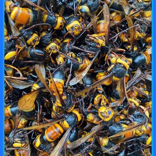 云南金环虎头蜂是独特蜂种吗？-图3