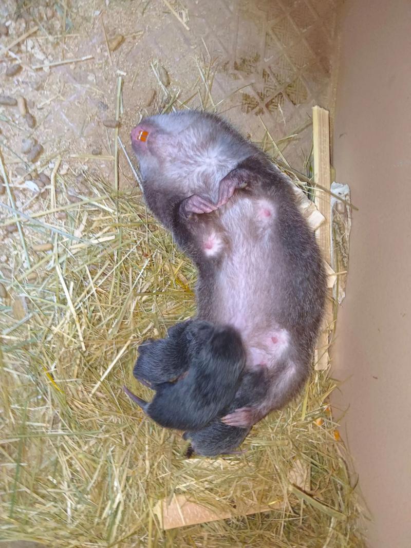 竹鼠品种有何特征差异？-图2