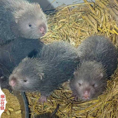 竹鼠品种有何特征差异？-图1