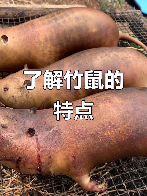 竹鼠品种有何特征差异？-图3