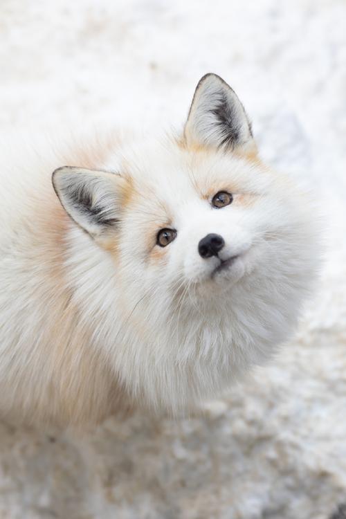 狐狸品种究竟有多少种？-图2