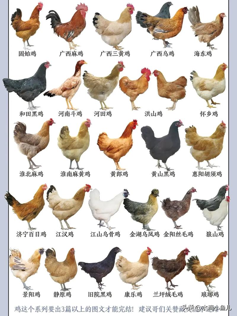全国鸡品种到底有多少种？-图1