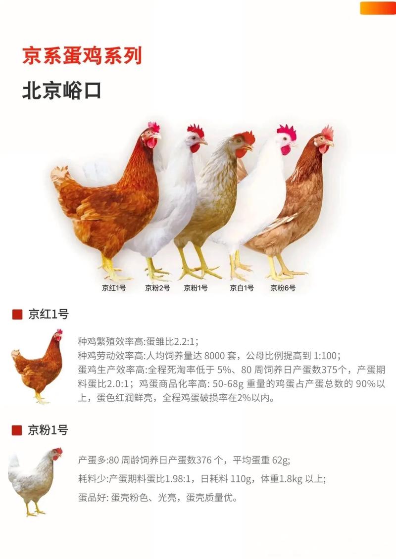 全国鸡品种到底有多少种？-图3