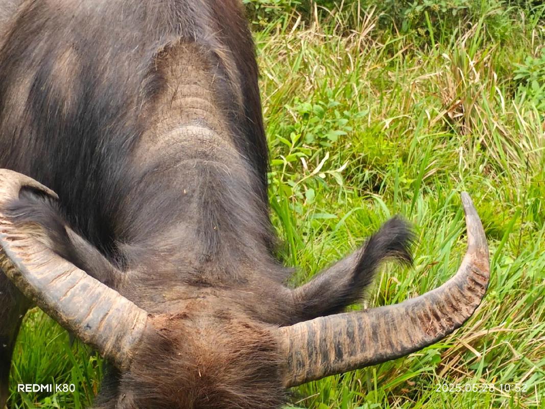 浙江水牛是什么品种？-图1