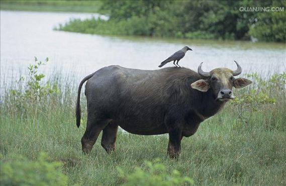 浙江水牛是什么品种？-图3