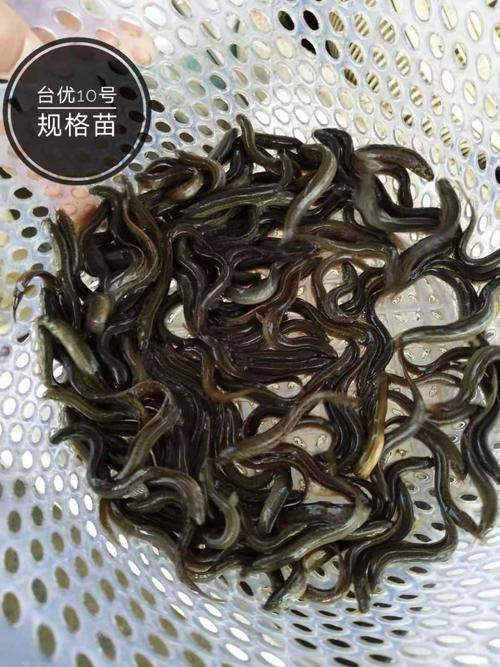 四川泥鳅价格最新行情-图2