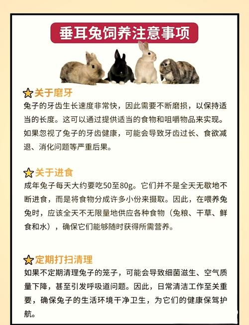 散养选什么兔子品种好？-图2