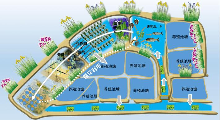 池塘循环流水养鱼技术-图2