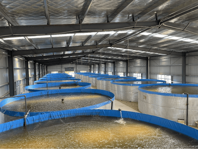 池塘循环流水养鱼技术-图1