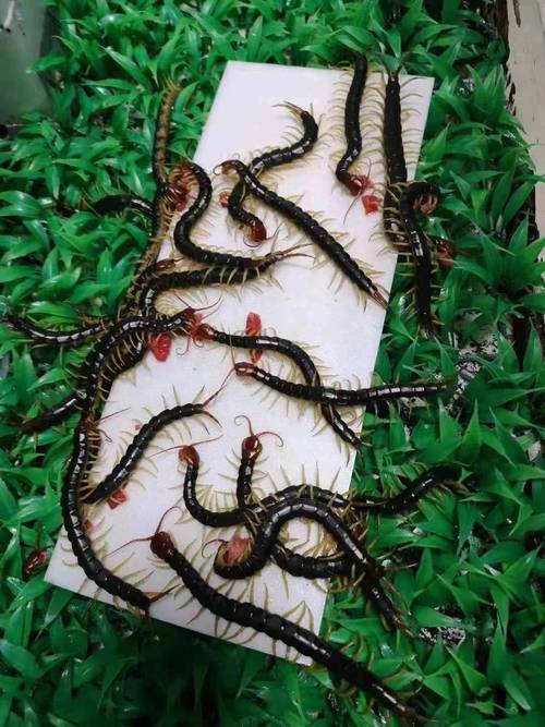 2025年蜈蚣收购价多少钱一斤？-图2