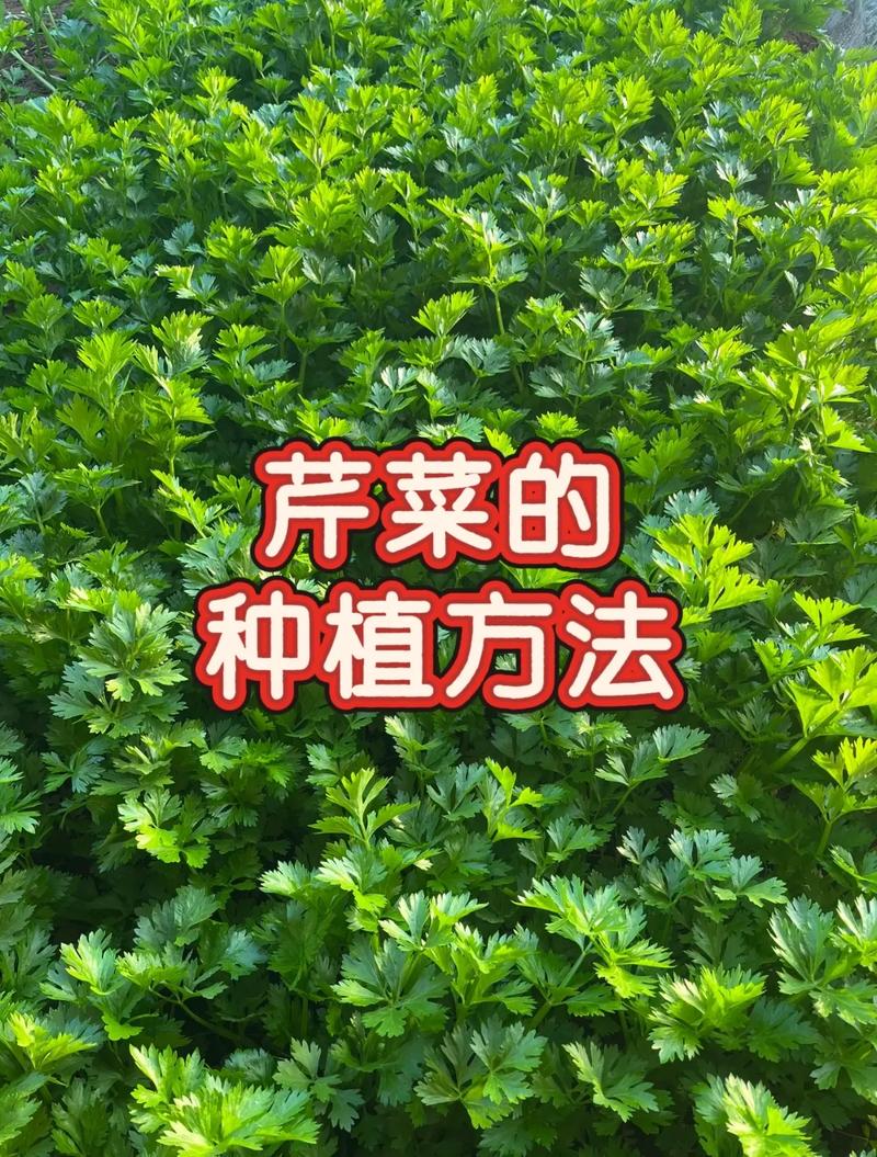 芹菜高产种植有哪些关键技术？-图1